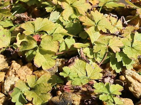 Waldsteinia ternata