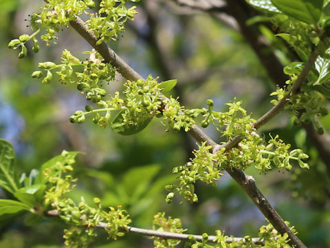 Orixa japonica