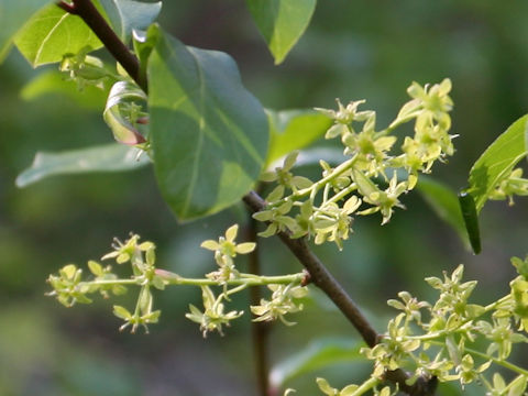 Orixa japonica