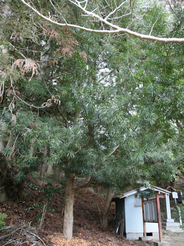 Sciadopitys verticillata