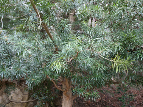 Sciadopitys verticillata