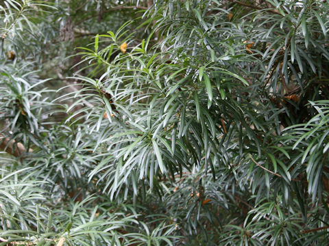 Sciadopitys verticillata