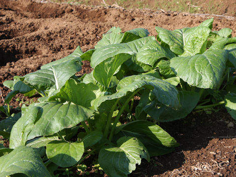 Brassica rapa var. peruviridis