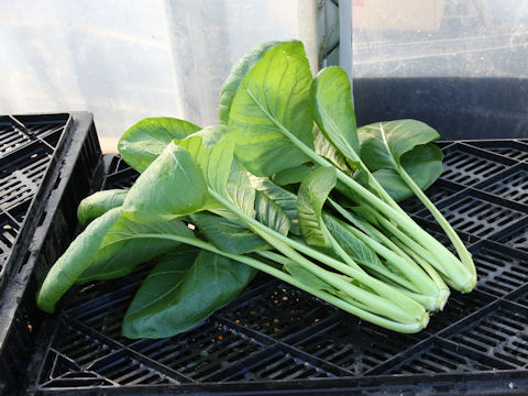 Brassica rapa var. peruviridis