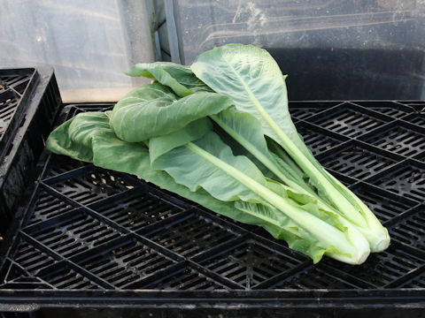 Brassica rapa var. peruviridis