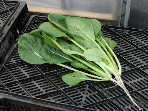 Brassica rapa var. peruviridis