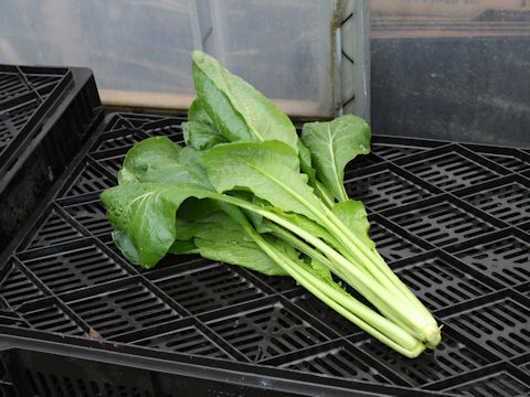 Brassica rapa var. peruviridis