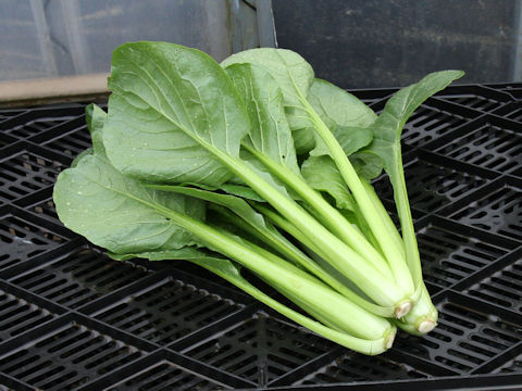 Brassica rapa var. peruviridis