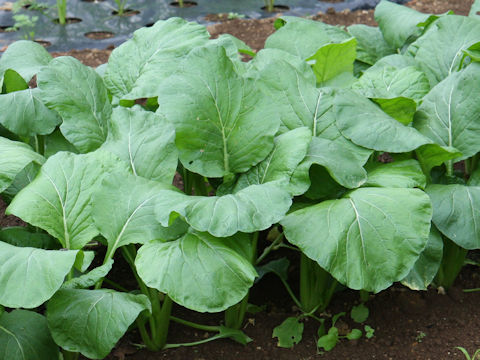 Brassica rapa var. peruviridis