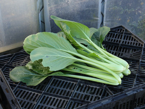 Brassica rapa var. peruviridis