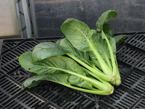 Brassica rapa var. peruviridis