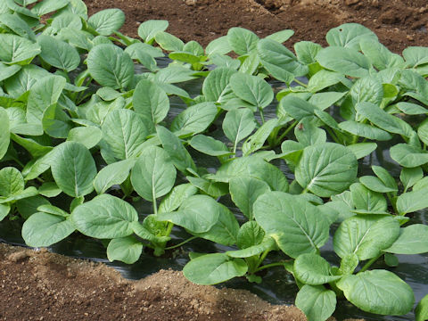 Brassica rapa var. peruviridis