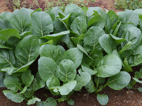 Brassica rapa var. peruviridis