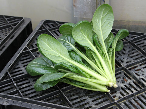 Brassica rapa var. peruviridis