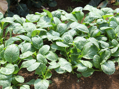 Brassica rapa var. peruviridis