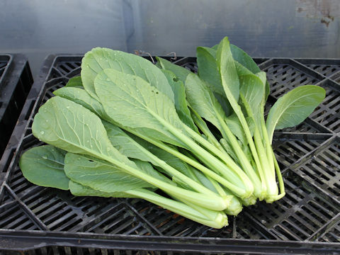 Brassica rapa var. peruviridis