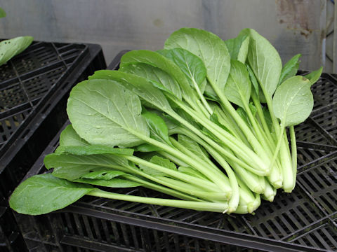 Brassica rapa var. peruviridis