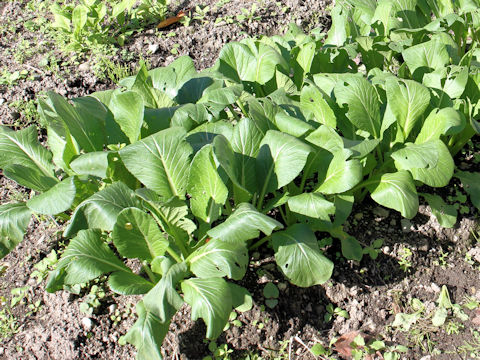 Brassica rapa var. peruviridis