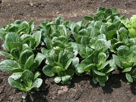 Brassica rapa var. peruviridis