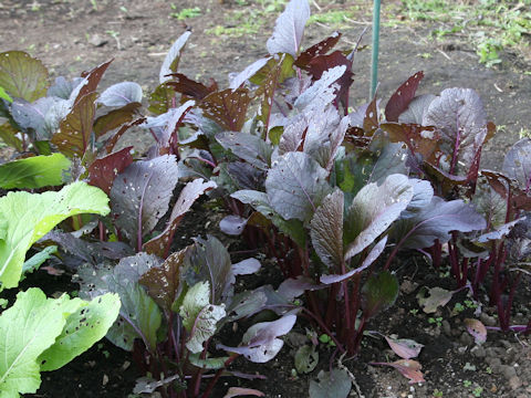 Brassica rapa var. peruviridis