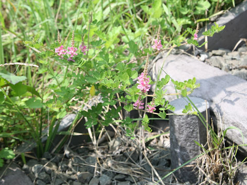 Indigofera psuedo-tinctoria