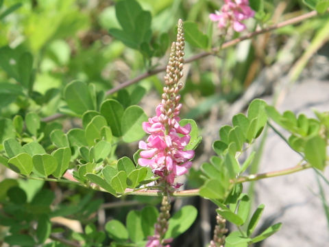 Indigofera psuedo-tinctoria