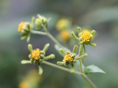 Siegesbeckia orientalis ssp. glabrescens