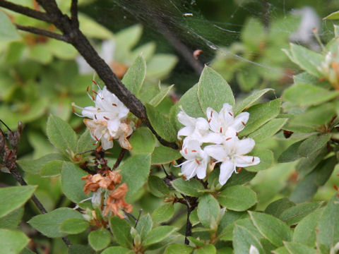Rhododendron tschonoskii