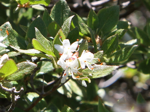 Rhododendron tschonoskii