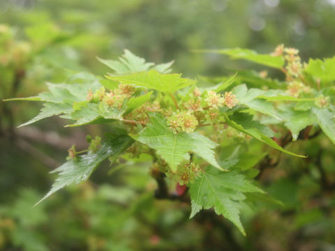 Acer micranthum