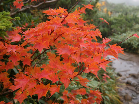 Acer micranthum