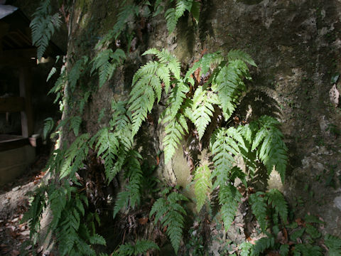 Woodwardia orientalis