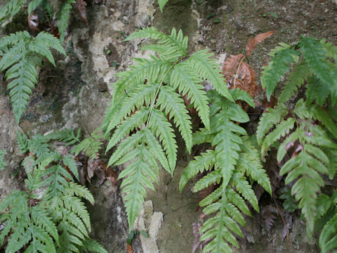 Woodwardia orientalis