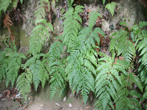 Woodwardia orientalis