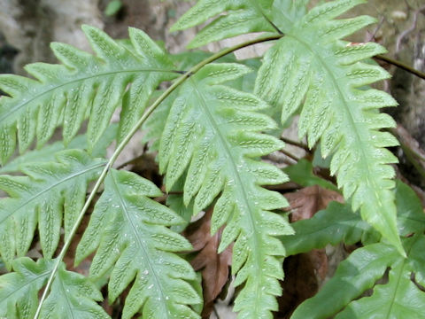 Woodwardia orientalis