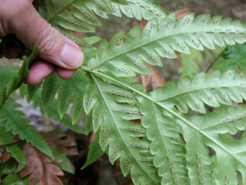 Woodwardia orientalis