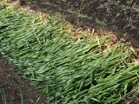 Triticum aestivum