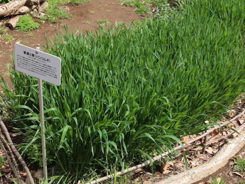 Triticum aestivum
