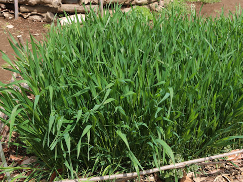 Triticum aestivum