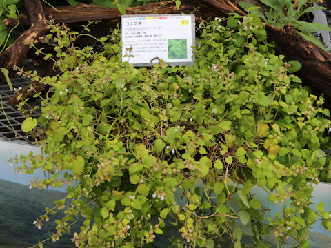 Scutellaria guilielmii