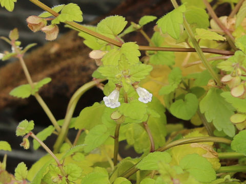 Scutellaria guilielmii