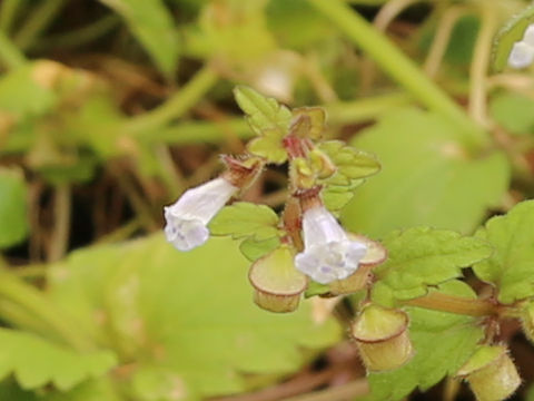 Scutellaria guilielmii