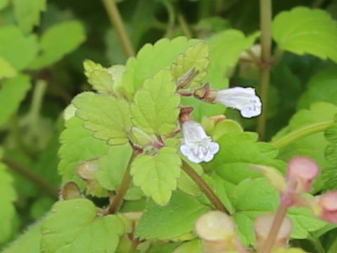 Scutellaria guilielmii