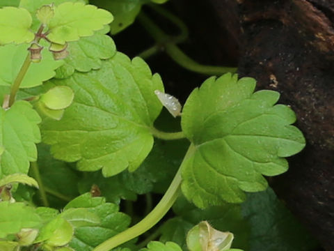 Scutellaria guilielmii