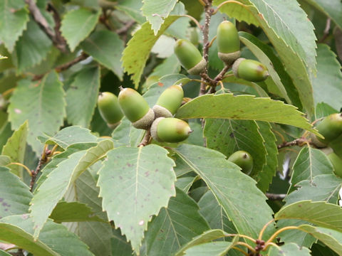Quercus serrata