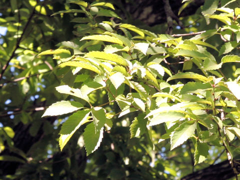 Quercus serrata