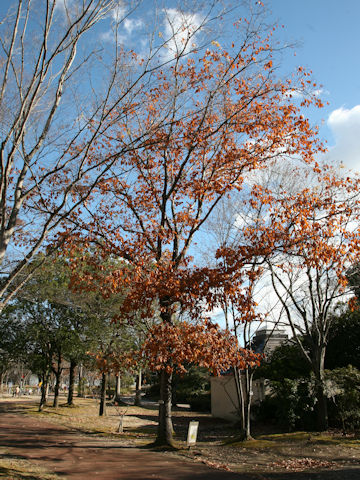 Quercus serrata