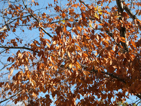 Quercus serrata