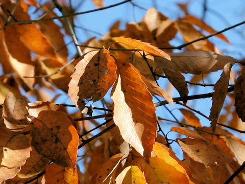 Quercus serrata