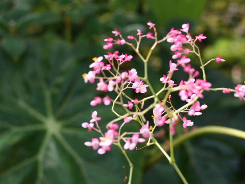 Begonia cv. Freddie